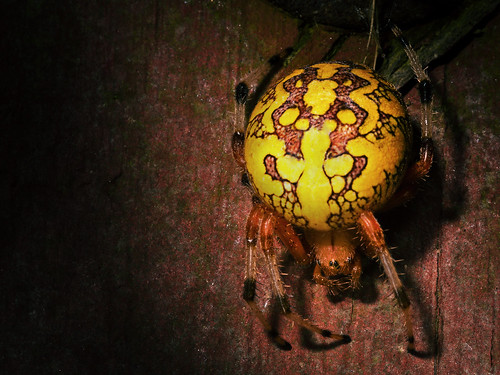 Marbled Orb Weaver by Lopshire by Lopshire Photography