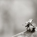Ladybug taking flight