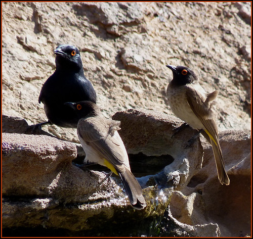 One Starling and two African Red-eyed Bulbuls. Namibia.