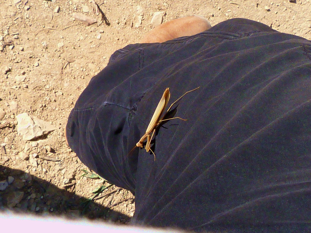 11-11-2011-lifta-praying-mantis-on-my-leg