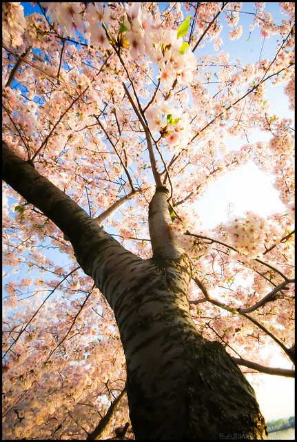 Cherry Blossoms-GJB-MAR2012-58
