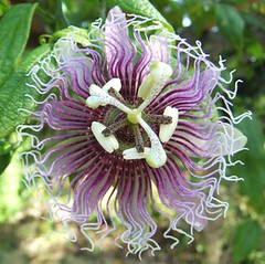 Passion Flowers (Passiflora)