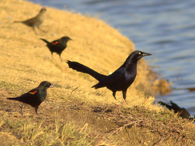 Great-tailed Grackle 2-20111110