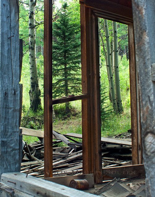 The bare framing of an abandoned mountain cabin creates a triptych of green aspens and pine.  Northern Colorado Rocky Mountains