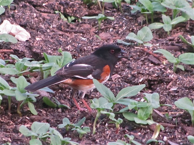 Eastern Towhee at Sugar Grove Nature Center in Funks Grove, IL 04