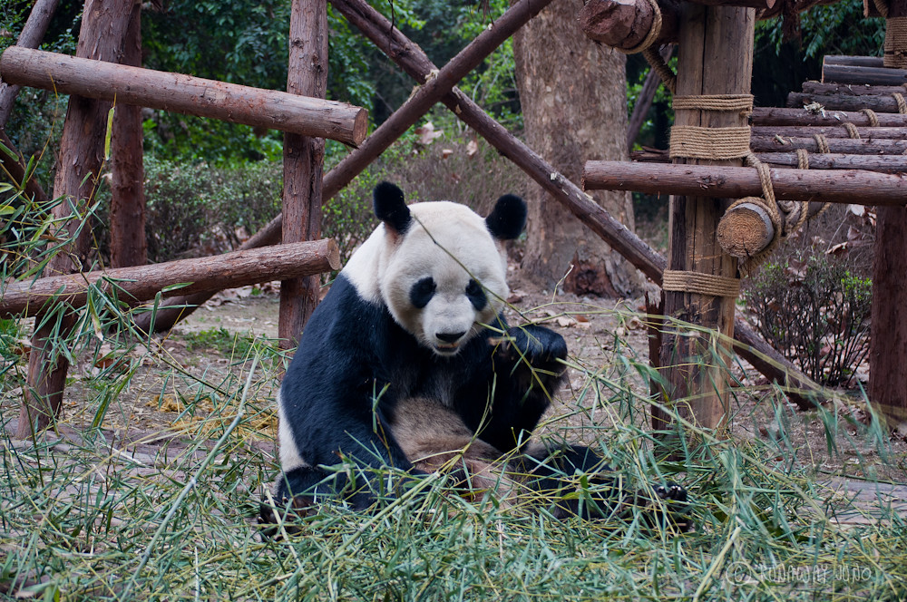 Giant_Panda_eating_Chengdu_Sichuan_China
