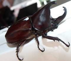 Siamese rhinoceros beetle (Xylotrupes gideon) (male) (x8)