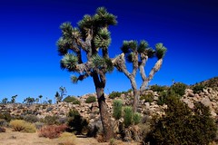 Walkabout: Palm Springs