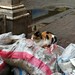 Street cat on a big pile of garbage in the centre of Alexandria