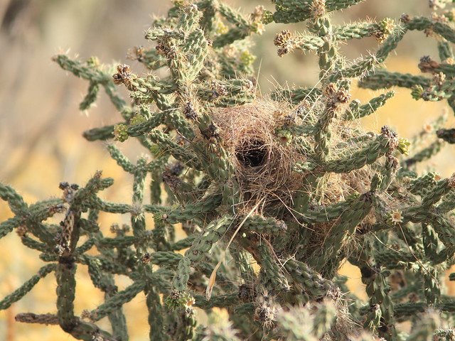Cactus Wren nest 20111114