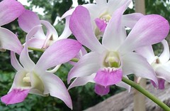 Orchids (A)
