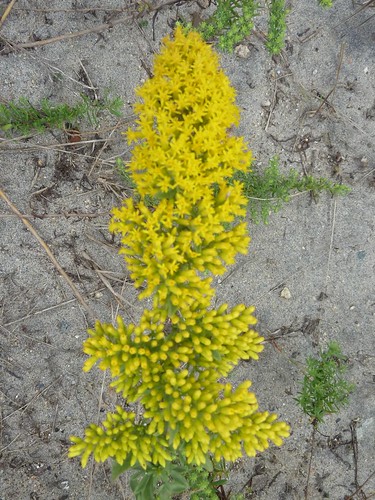 Block Island, RI, Beach Flowers, Yellow by lalobamfw