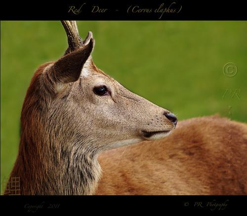 Red Deer - (Cervus-elaphus).