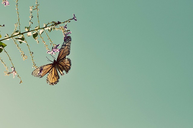 soaring butterfly