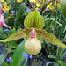 orchidsPhrag. Noirmont_026