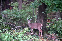 2011-11-02 - Deer in the Yard
