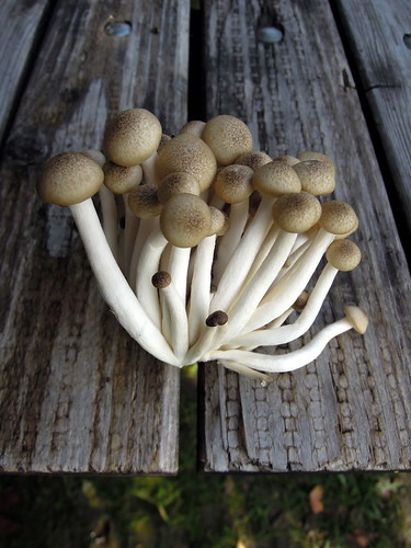 Clamshell Mushrooms