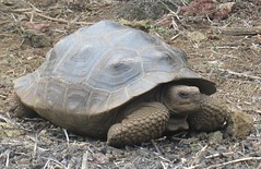 Anne's progress this week is comparable in speed to a Galapagos tortoise, but just like them, I'll get there eventually. (photo by A. Jefferson)