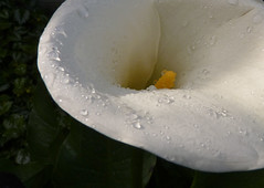 Calla Lilies (Arum Lilies)