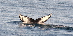 balene - whales