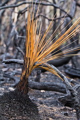 After the fire - Bushland