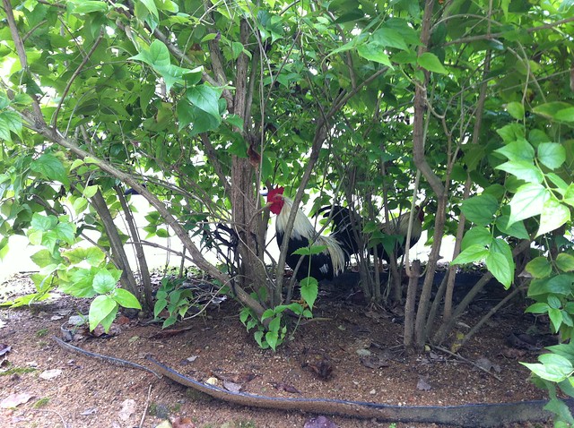 chicken in a bush
