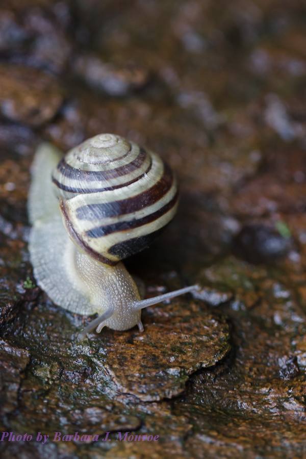 Snails (1 of 6)