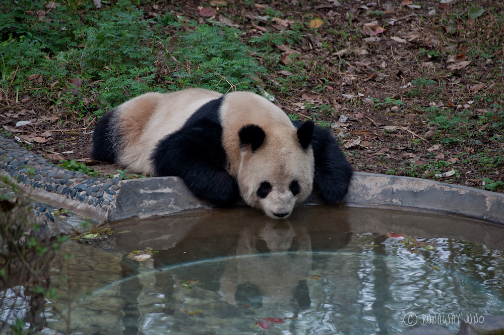 Panda_looking_reflection_Chengdu_Sichuan_China