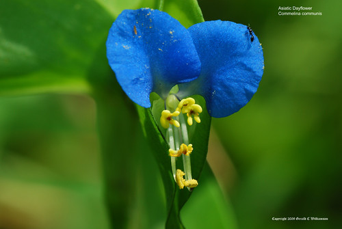 Asiatic Dayflower - Commelina communis