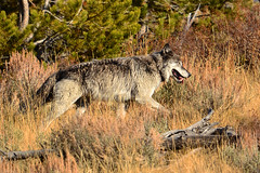黃石國家公園的一頭母狼（照片由mapledog拍攝於2011年11月）