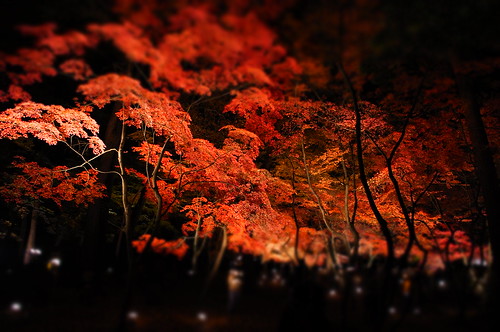 Nagatoro Autumn night