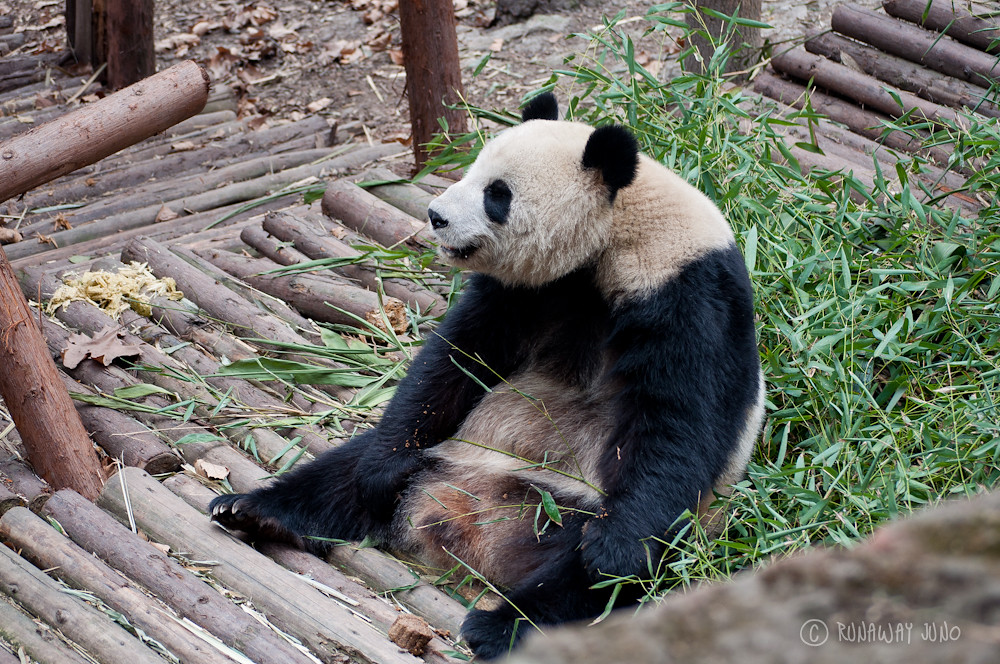 panda_sitting_Chengdu_Sichuan_China