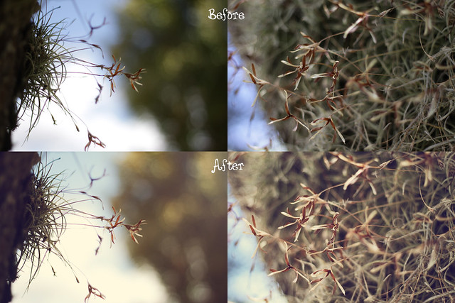 air plant flowers before&after