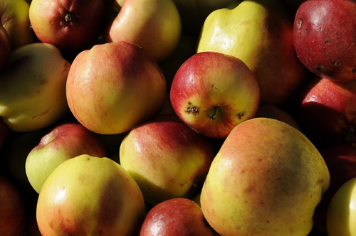 _Fall Apple Harvest