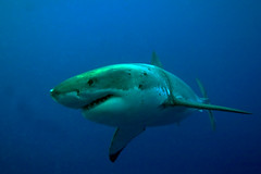 Guadalupe Island Sharks 2011