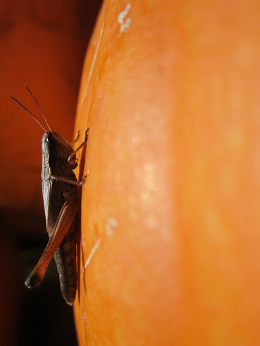 Grasshopper on Pumpkin