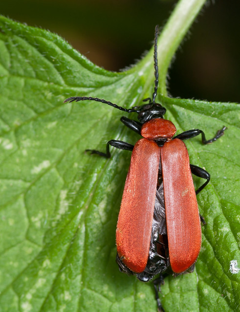 Cardinal beetle - Pyrochroa coccinea 3