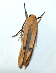 Moth (Dd)