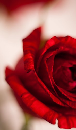 Red Stripy Rose - Close-up