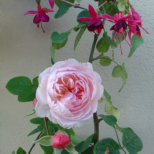 This rose and the fuchsia are still flowering on my balcony! by olga_rashida