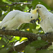 Yellow Crested Cockatoo Courting