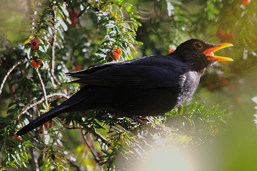 Blackbird, Robert's Park