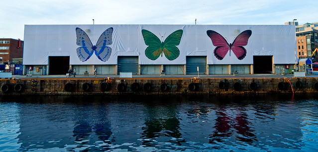 butterflies at aker brygge