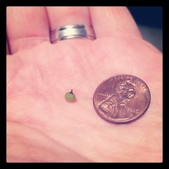 Smallest grape ever?