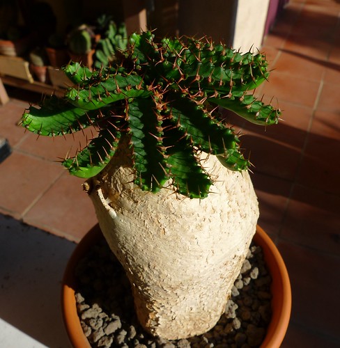 Euphorbia stellata by dadoobe