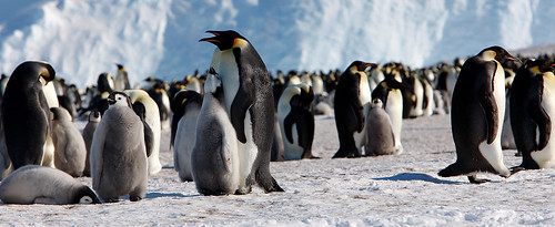 19 November-Emperor penguins rookery by Jo Sze