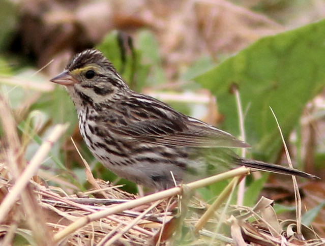 Savannah Sparrow 2-20110707
