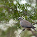 Cape turtle-dove