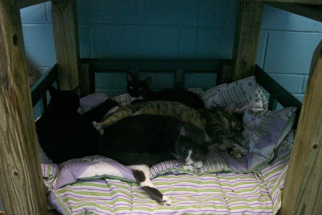 The Family Bed At The Montclair Animal Shelter 