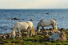 Horses at the sea in the evening